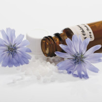 Ein liegendes Fläschchen mt homöopathischen Globuli davor, daneben zwei Wegwartenblüten